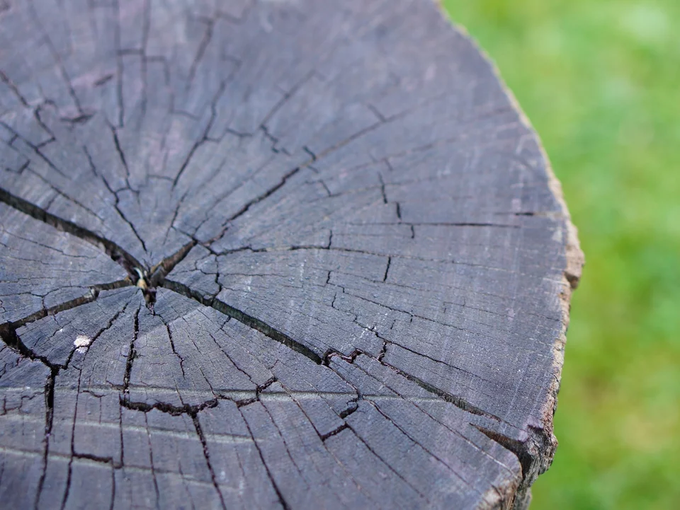 Bohren Sie ein Loch, füllen Sie es auf und warten Sie – der Baumstumpf verschwindet von selbst