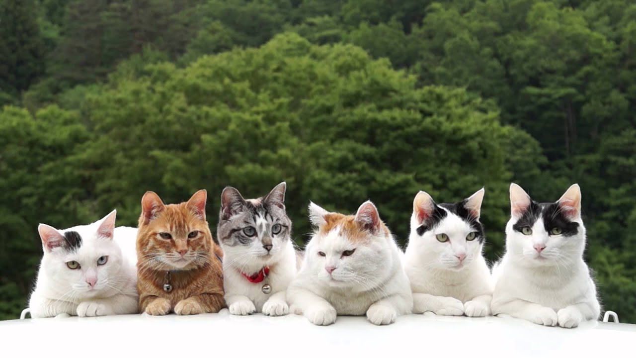 Der Schlüssel zum glücklichen Zusammenleben mit Katzen: Was die Wissenschaft sagt