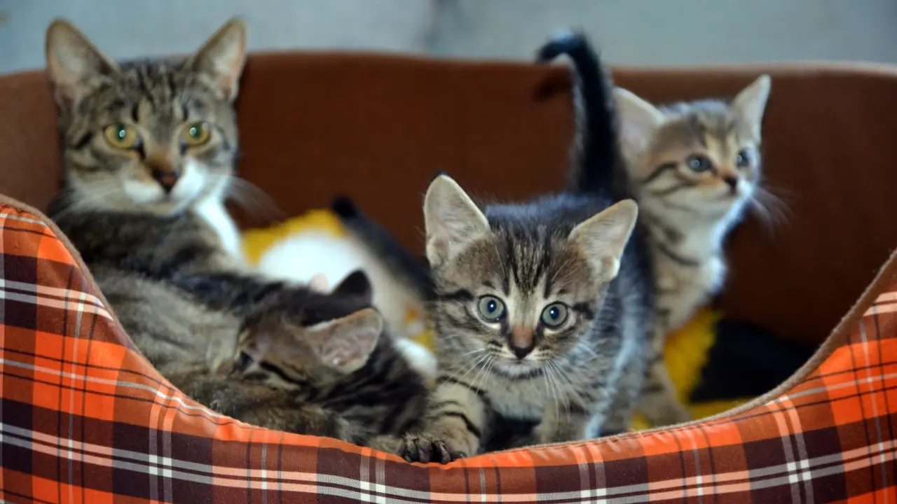 Der Schlüssel zum glücklichen Zusammenleben mit Katzen: Was die Wissenschaft sagt