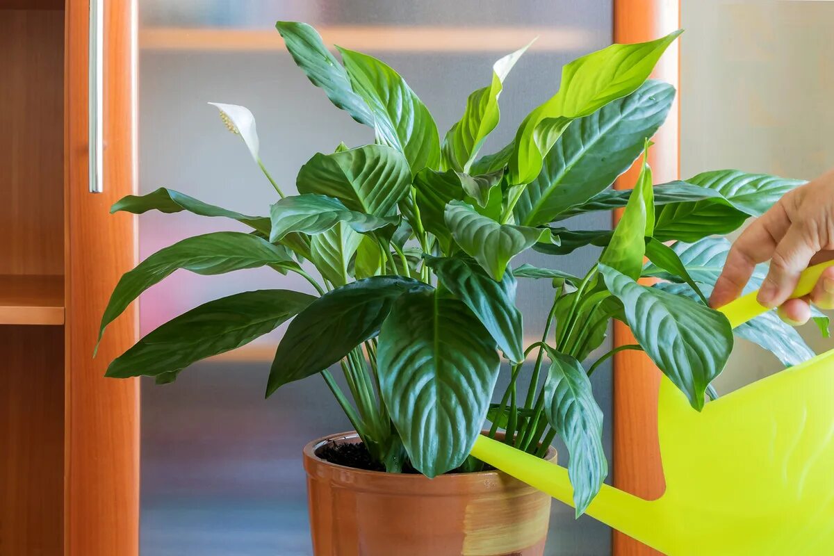 Diese eine Sache ist im Herbst entscheidend für das Wohl Ihrer Zimmerpflanzen